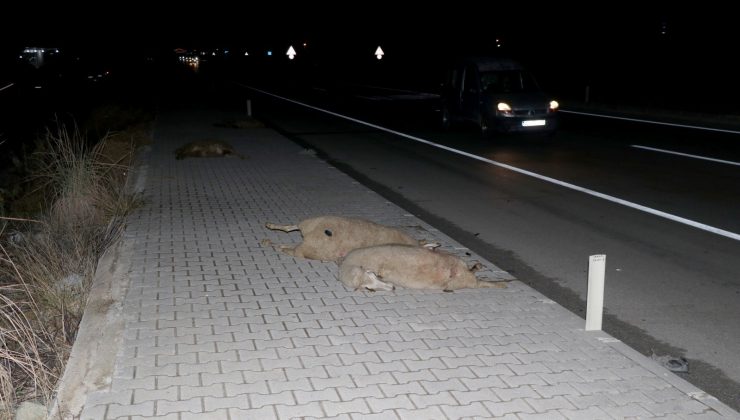 Fethiye’de iki aracın çarptığı 12 küçükbaş hayvan telef oldu