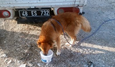 Menteşe Belediyesi ekipleri kayalıklarda mahsur kalan köpeği kurtardı