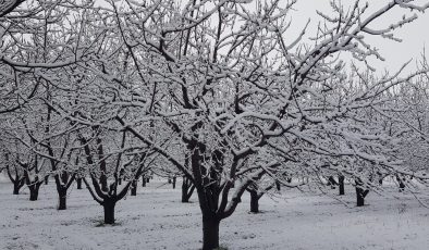 Sivaslı’da yağan kar meyve ağaçlarını olumsuz etkiledi