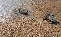 Didim ve Kuşadası’nda yavru deniz kaplumbağaları denizle buluştu