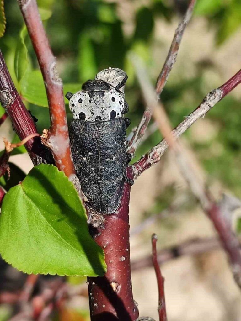Salihli’de ‘Fidan Dip Kurdu’ tehlikesi!