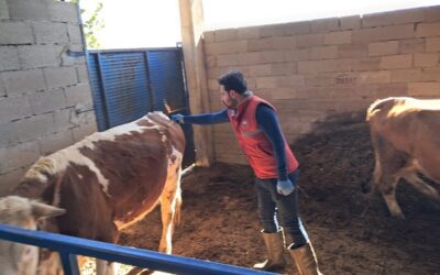 Köşk’te büyükbaş hayvanlarda şap aşılaması sürüyor