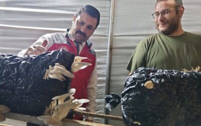 Menteşe’de istiridye mantarı üretimine yerinde denetim