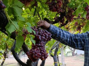 Sarıgöllü üreticiden 1 kilo 740 gramlık üzüm salkımı