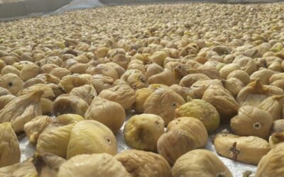 Türkiye’nin milli meyvesi incir, bu yıl üreticisine tat vermedi