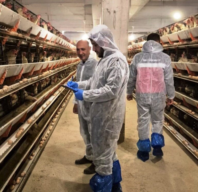 Simav’da ticari yumurtacı tavukçuluk işletmesinde ilk resmi denetim